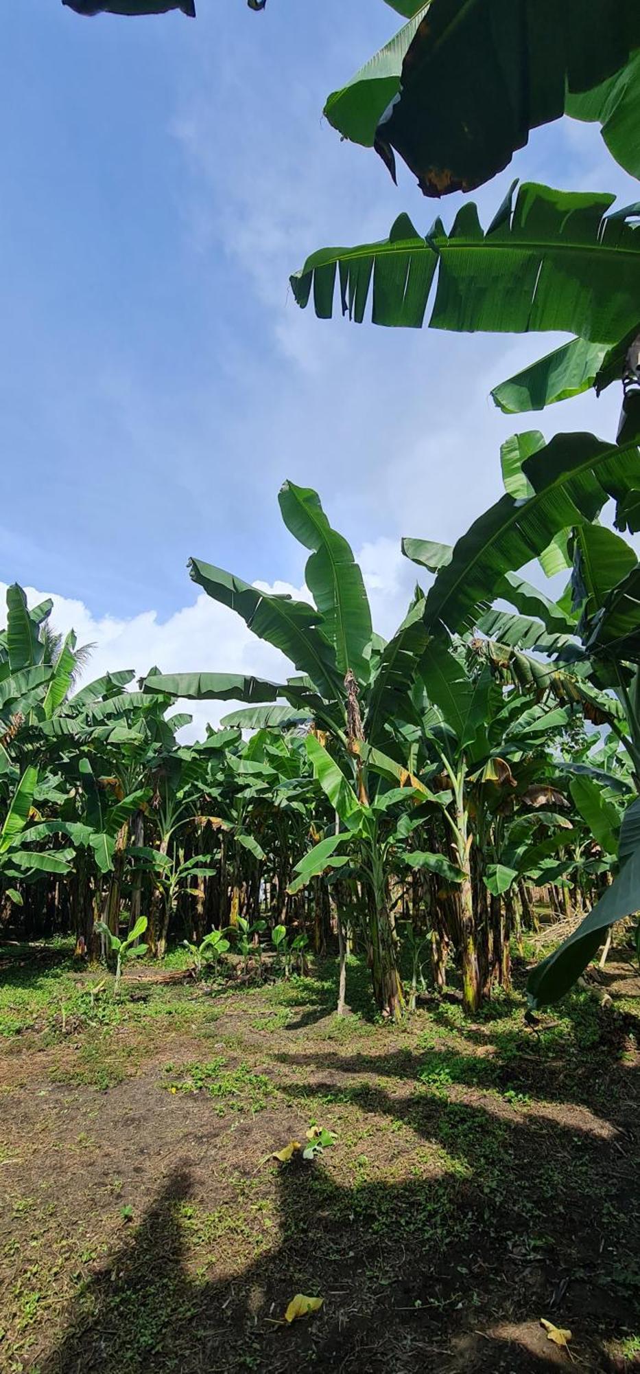 ホテル Casa Juan Farm Candelaria  エクステリア 写真